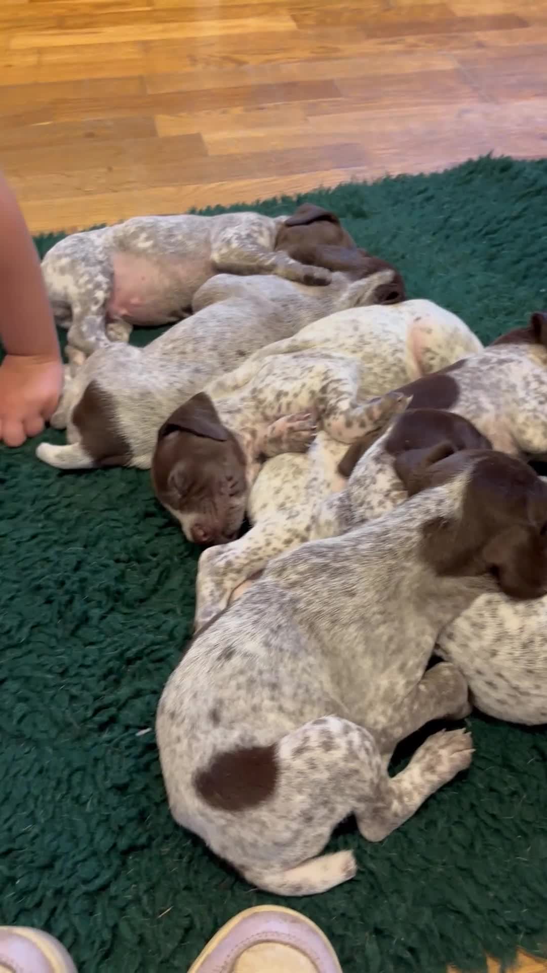 German Shorthaired Pointer dogs for sale: Lovely German shorthaired pointer pups Kc reg  - Video 1