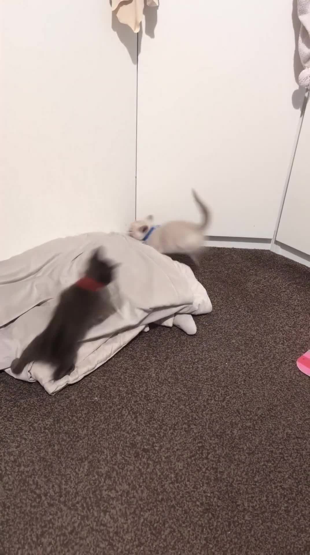 Burmese cats for sale: 5 bouncing beautiful Burmese boys - Video 1