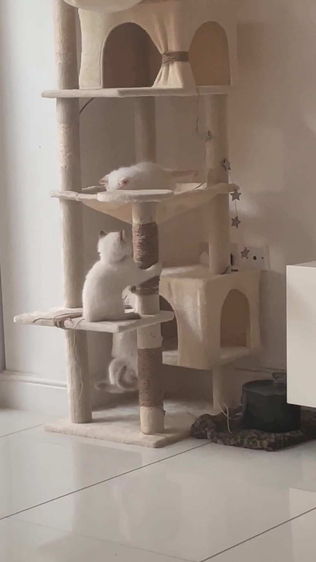 Ragdoll cats for sale:  Beautiful pedigree Ragdoll Kittens  2 boys left! - Video 1