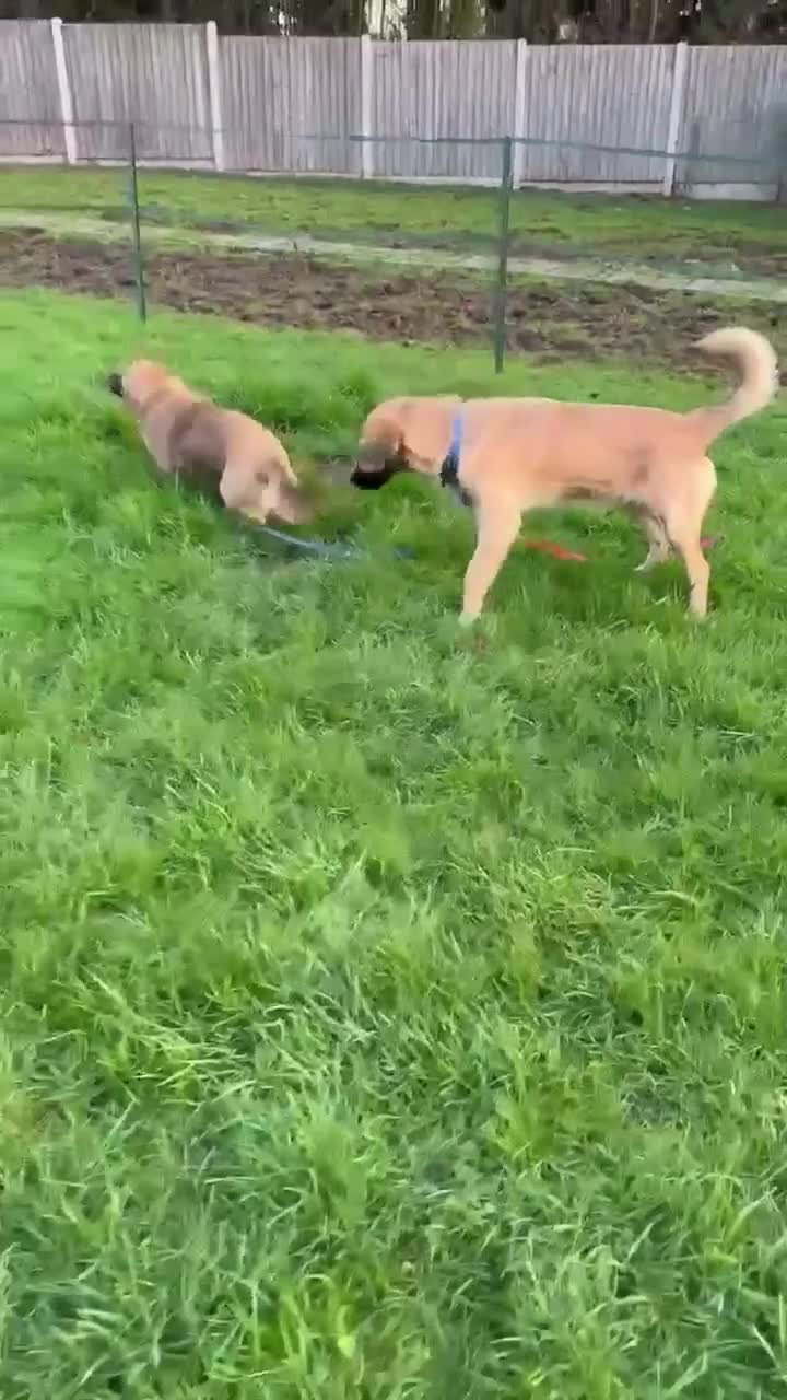 Mixed Breed dogs for adoption: ROLO  - Video 1