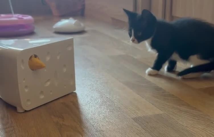 British Shorthair cats for sale: Gorgeous British Shorthair kittens! - Video 1