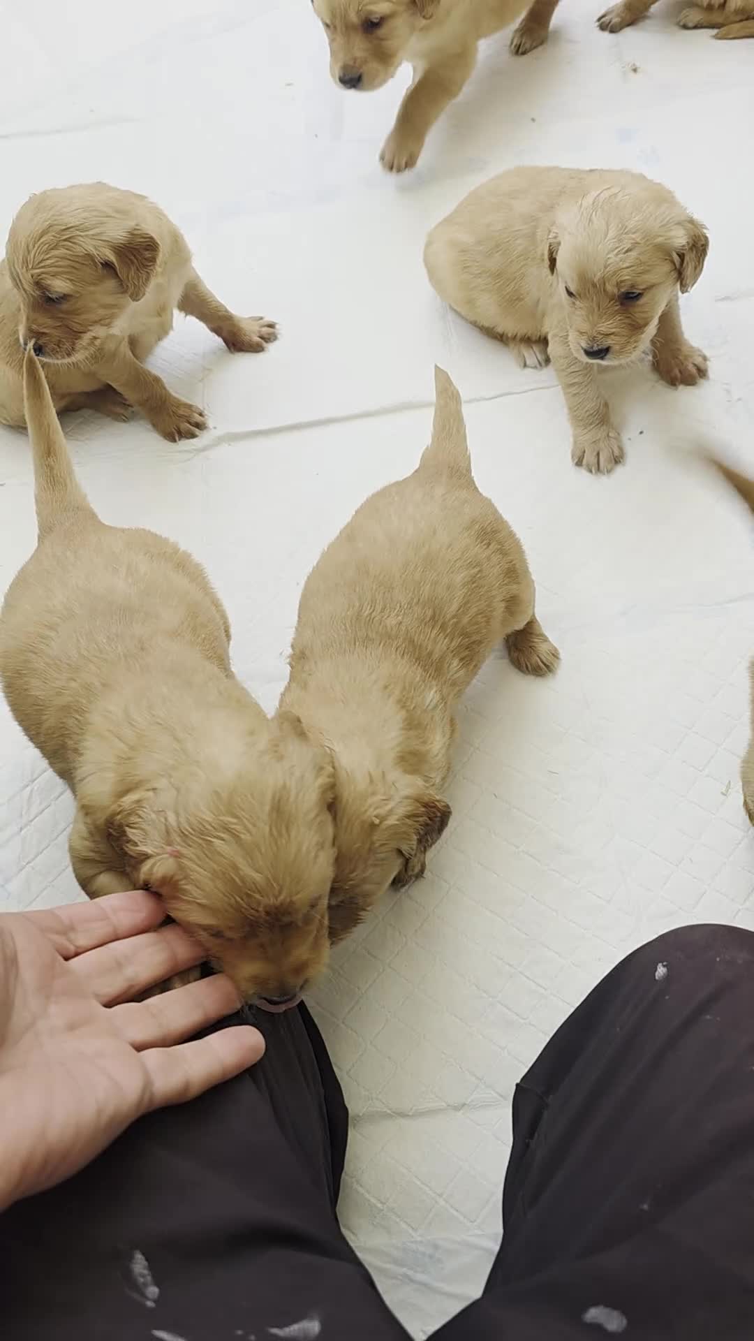 Golden Retriever dogs for sale: Kc registered dark red pups - Video 1