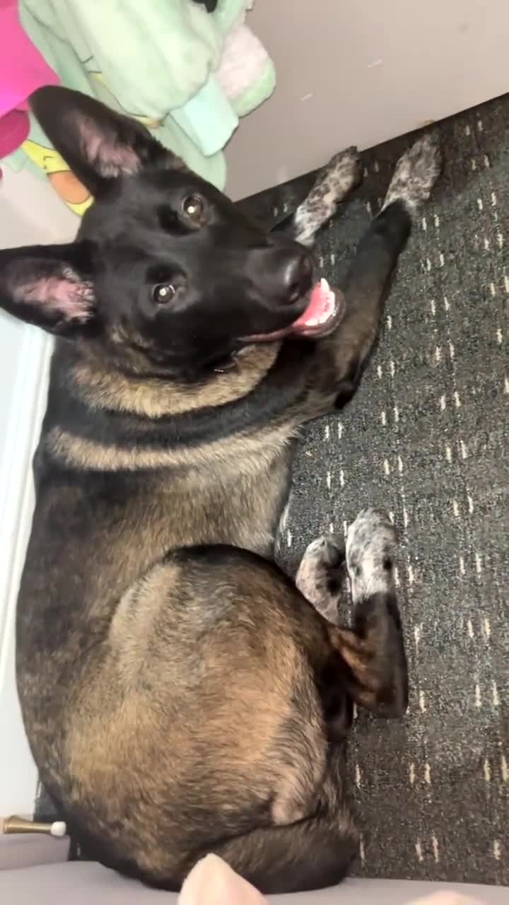 Huskita dogs for sale: Huskita  - Video 3