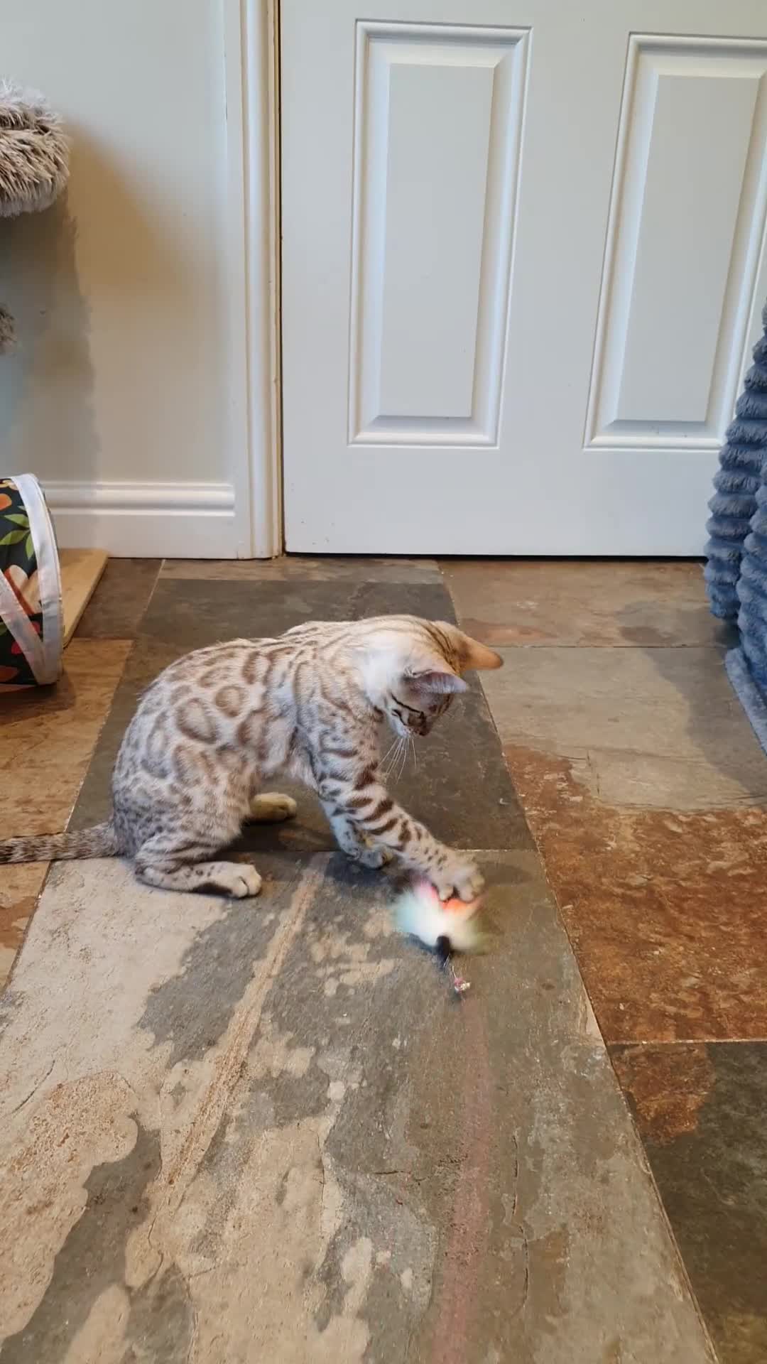 Bengal cats for sale: 🐆💕Very Beautiful Tica Registered Bengal Kittens. - Video 2
