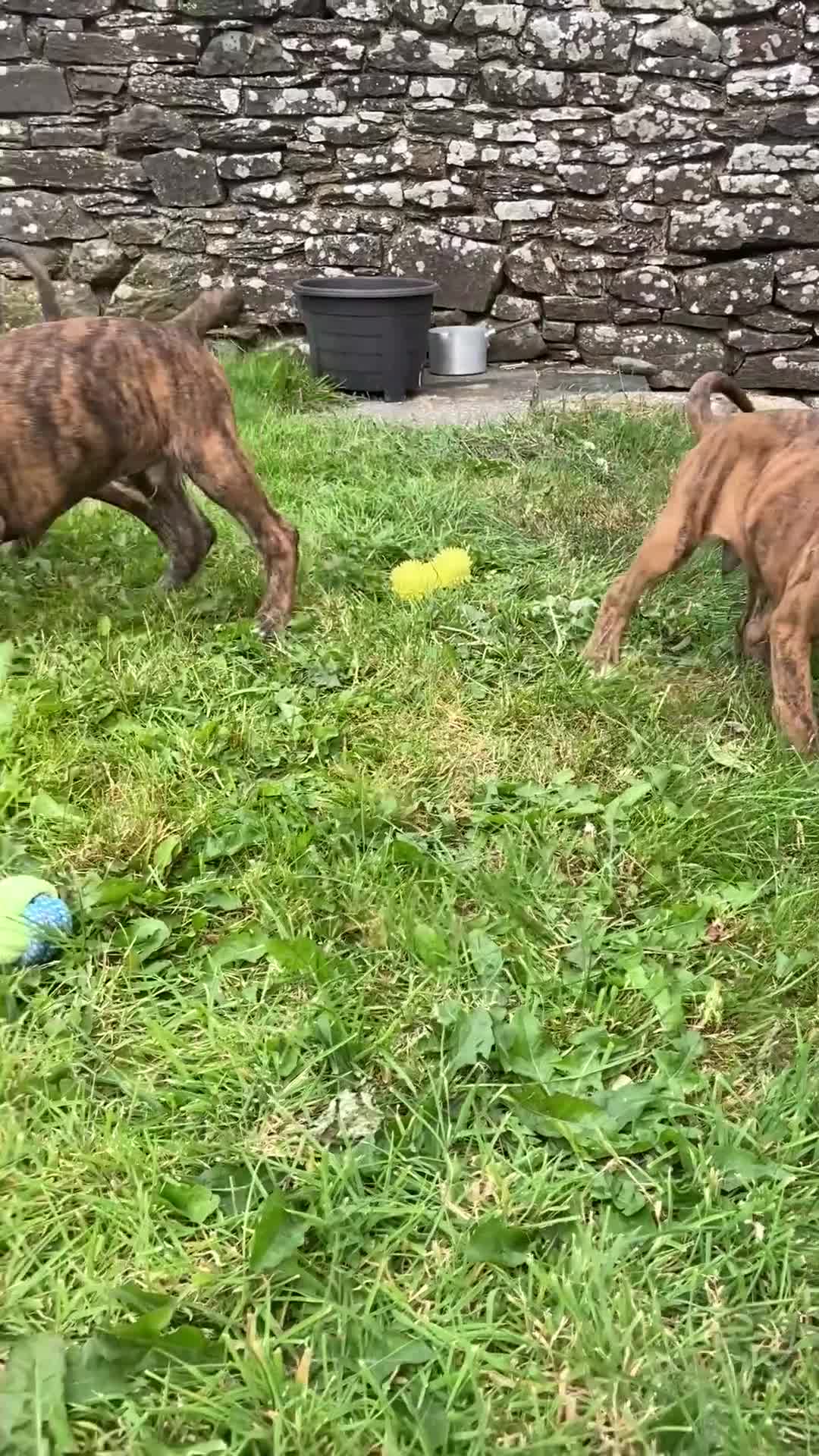 Boxer dogs for sale: KC Registered Boxer puppies  - Video 2