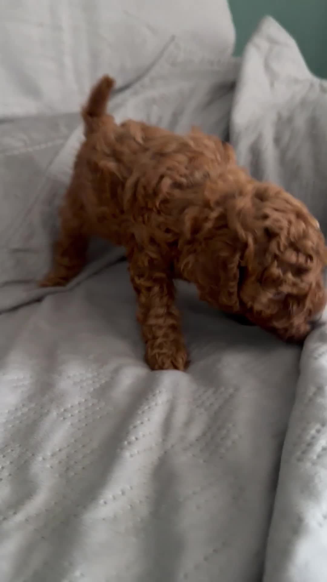 Toy Poodle dogs for sale: Beautiful Red Toy Poodle Puppies -Boy & Girl  - Video 1