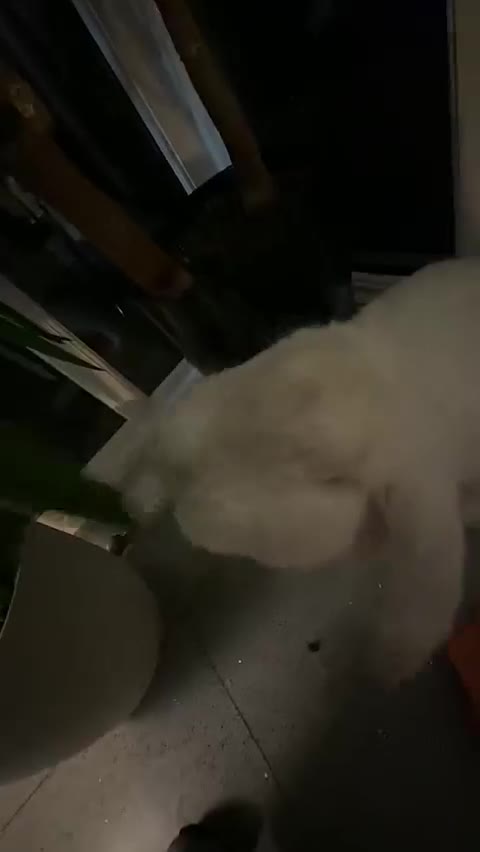 French Lop rabbits for sale: Pure breed giant French lop bunnies for sale 🐰 - Video 1