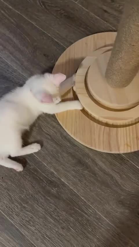 Domestic Shorthair cats for sale: Last 1 | Pure White Kitten for Sale | Ready Now  - Video 1