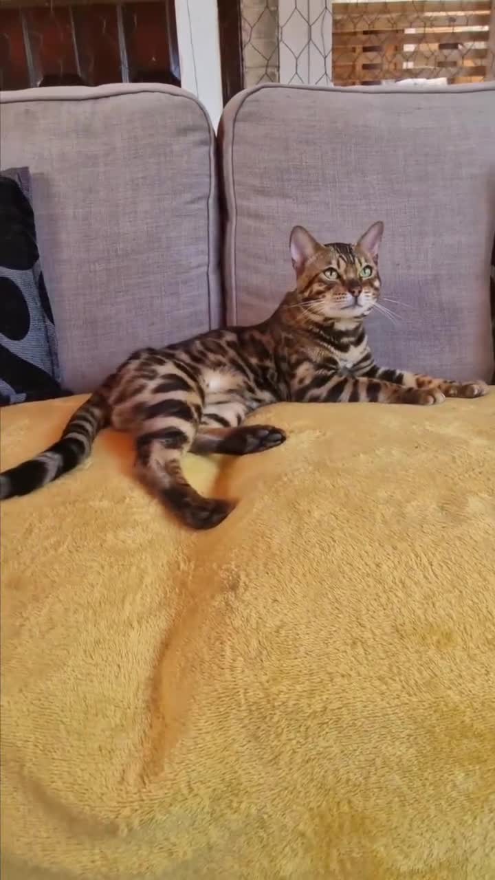 Bengal cats for stud: Bengal cat for stud, Fabio. in Peterborough - Video 1