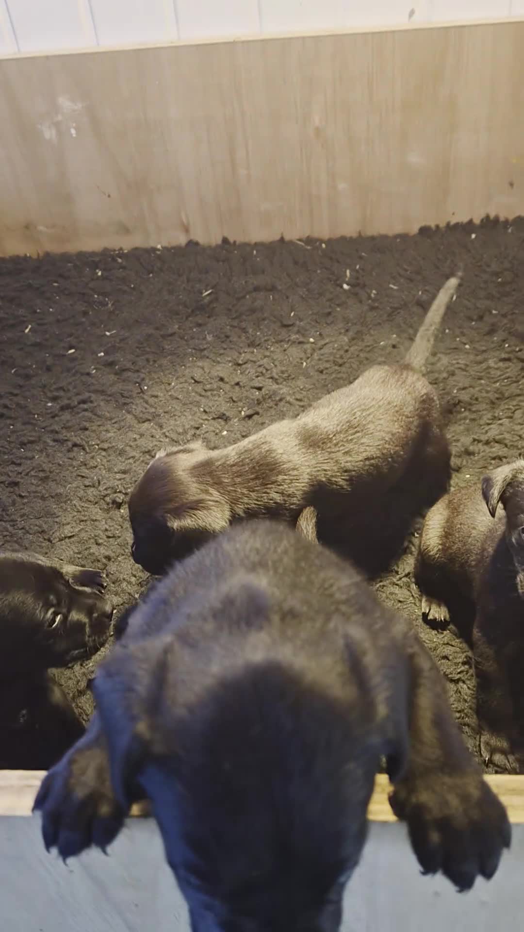 Labrador Retriever dogs for sale: Stunning labrador puppies - Video 1