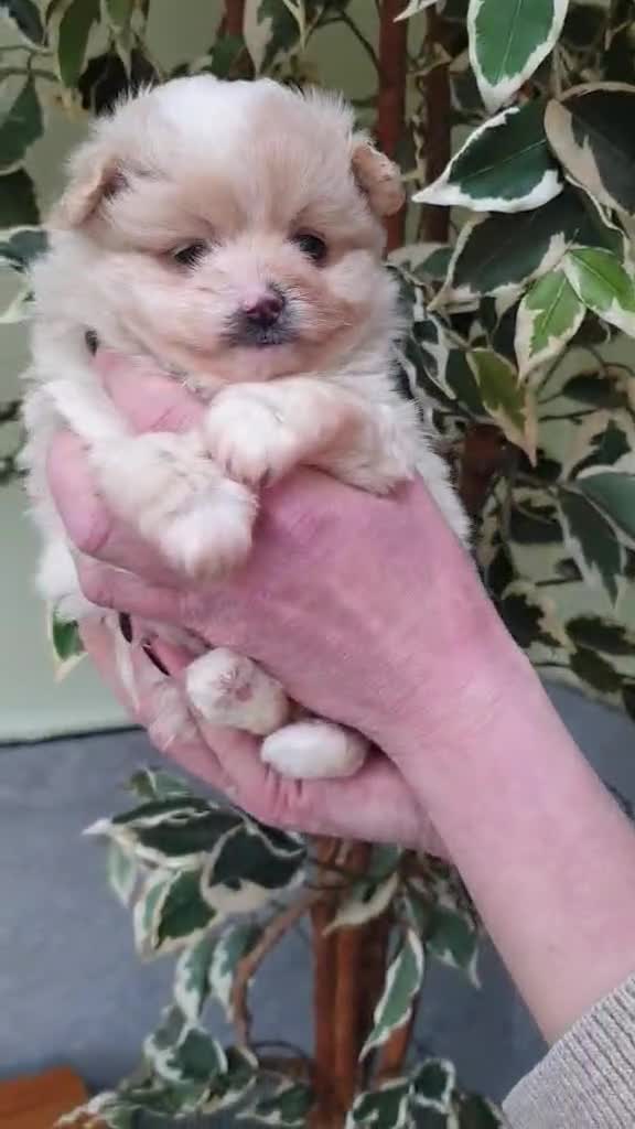 Pomapoo dogs for sale: Pomapoo - Video 2