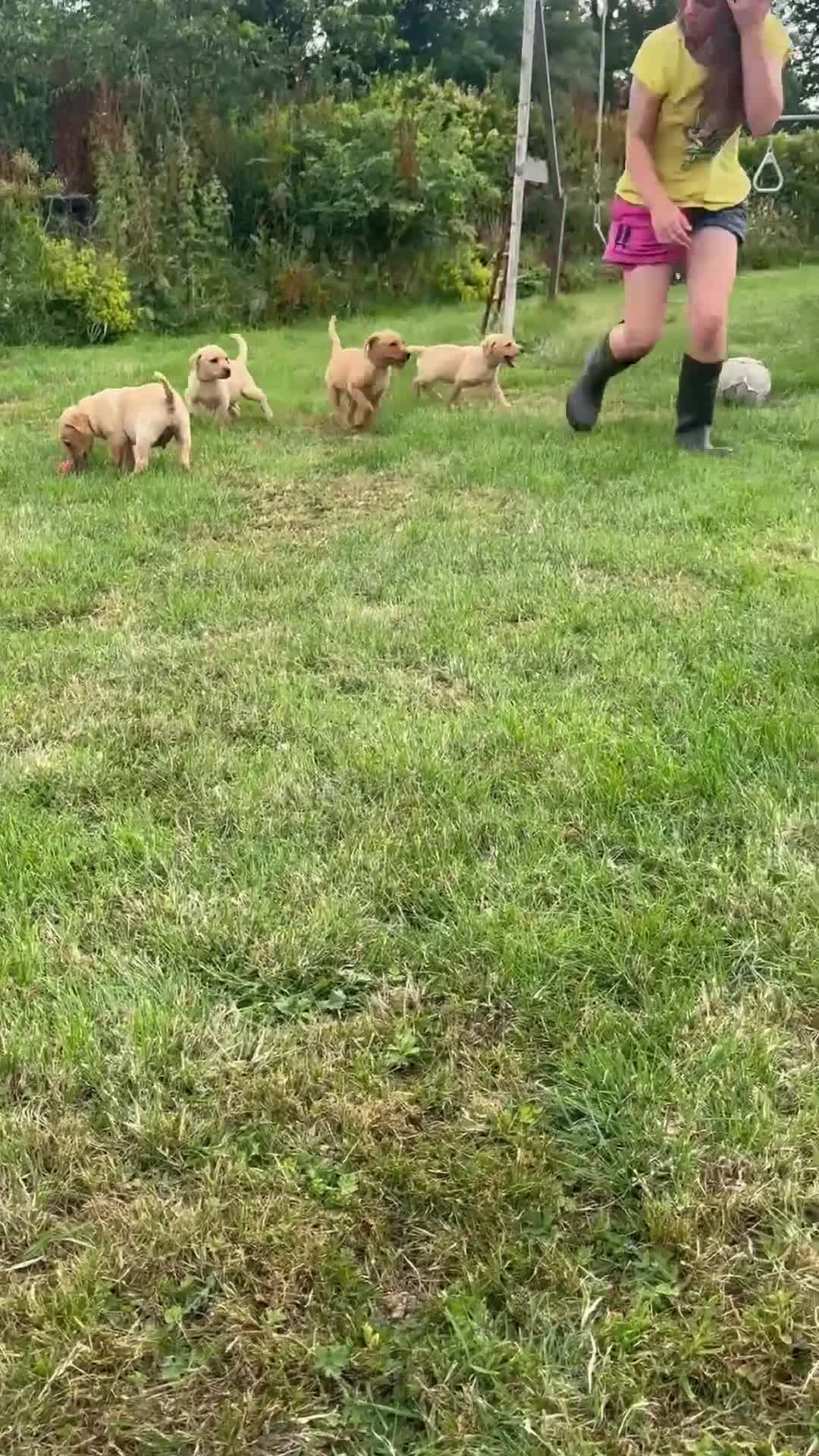 Labrador Retriever dogs for sale: READY TO GONOW 8beautiful labrador kchealthcheaked - Video 2
