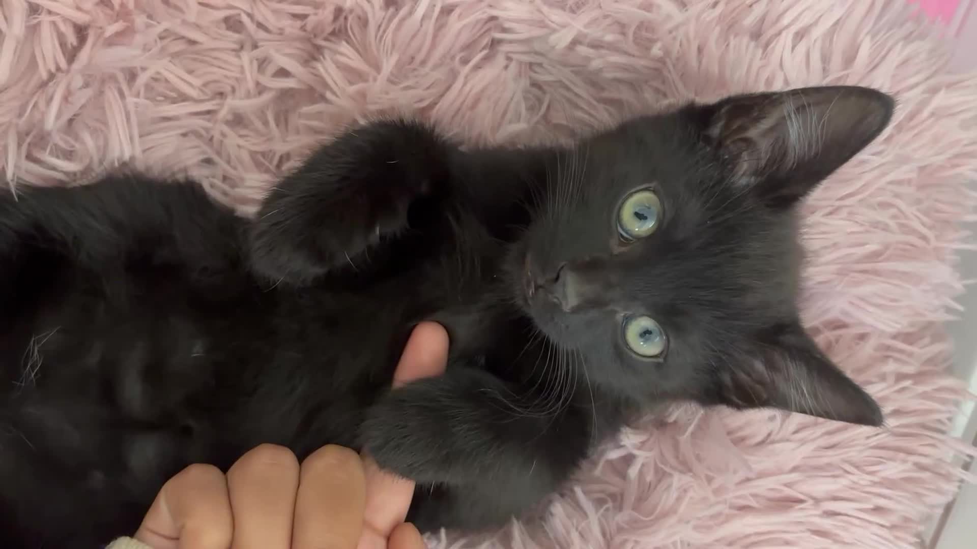 Mixed Breed cats for sale: Female kitten need to go ASAP - Video 1
