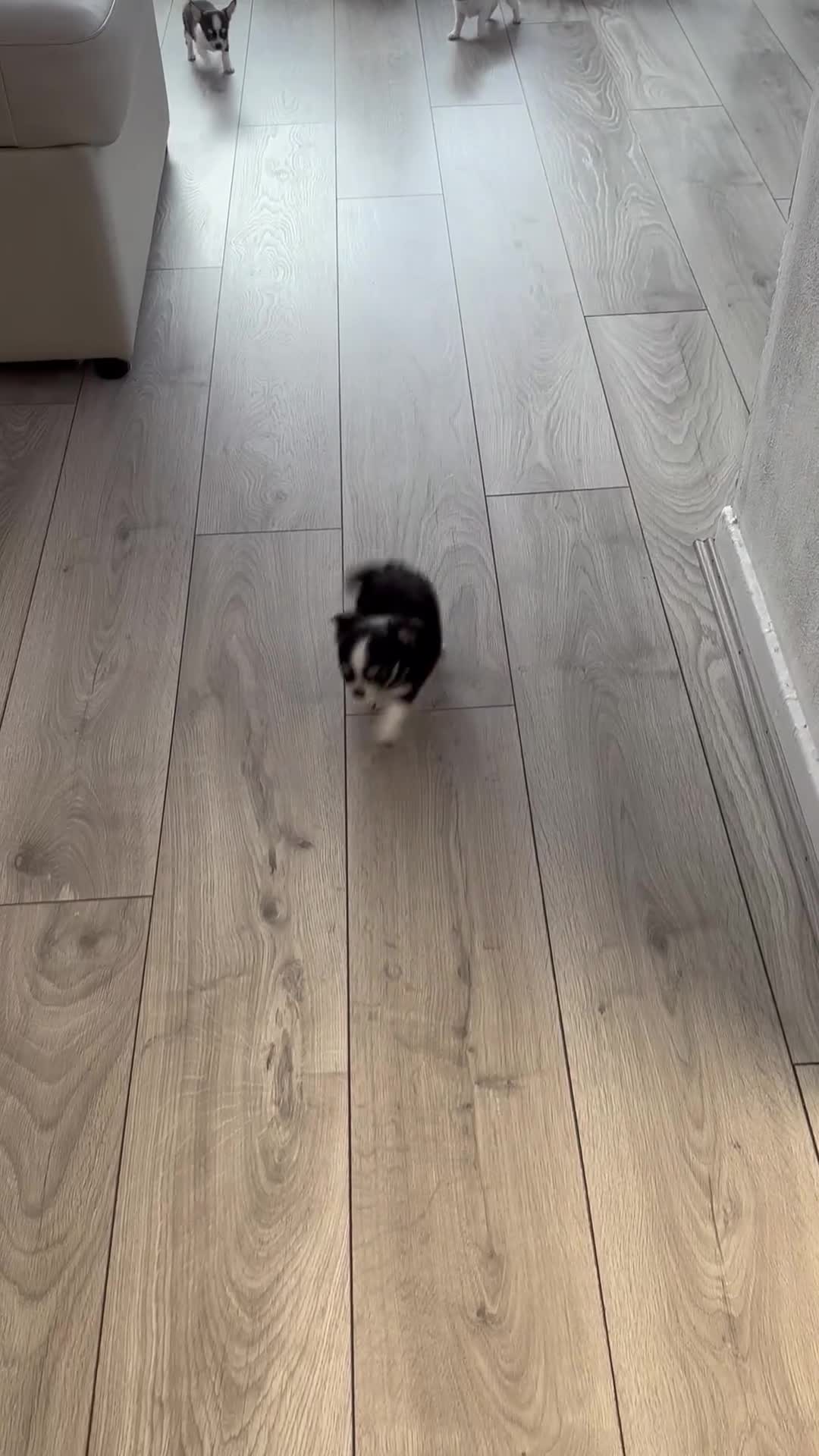 Chihuahua dogs for sale: Chihuahua  - Video 4