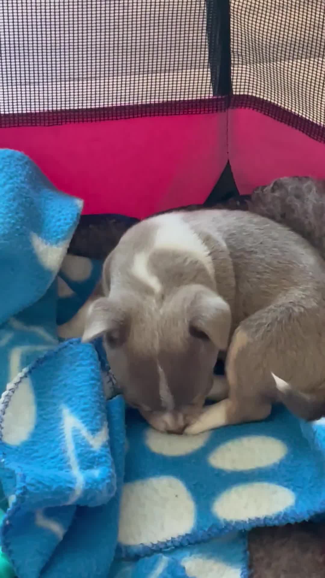 Chihuahua dogs for sale: Lilac girl in Grimsby - Video 1