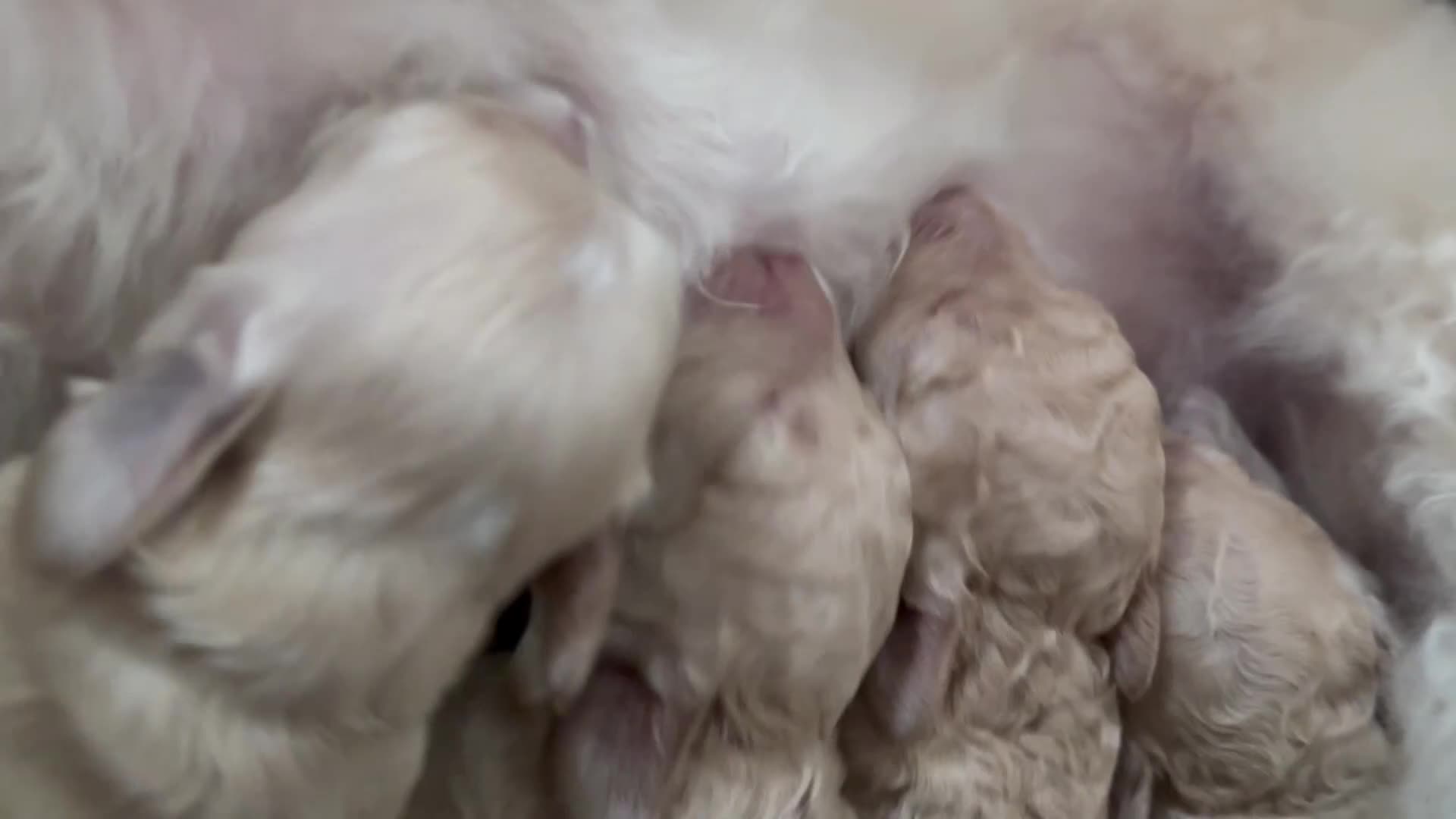 Cockapoo dogs for sale: Beautiful F2B Cockapoos  - Video 1