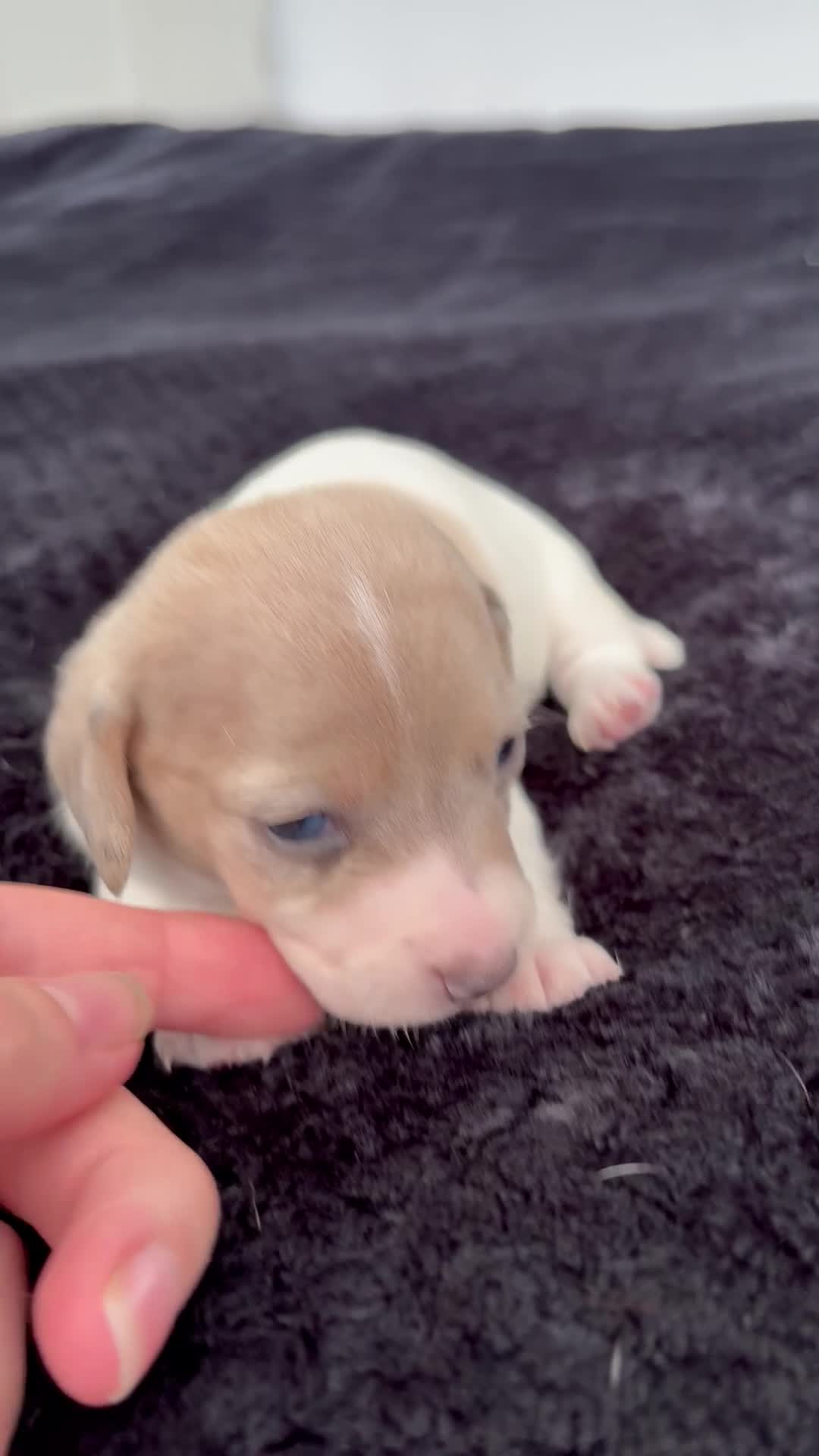 Miniature Dachshund dogs for sale: ⭐️💕miniature dachshund pups⭐️💕 - Video 1
