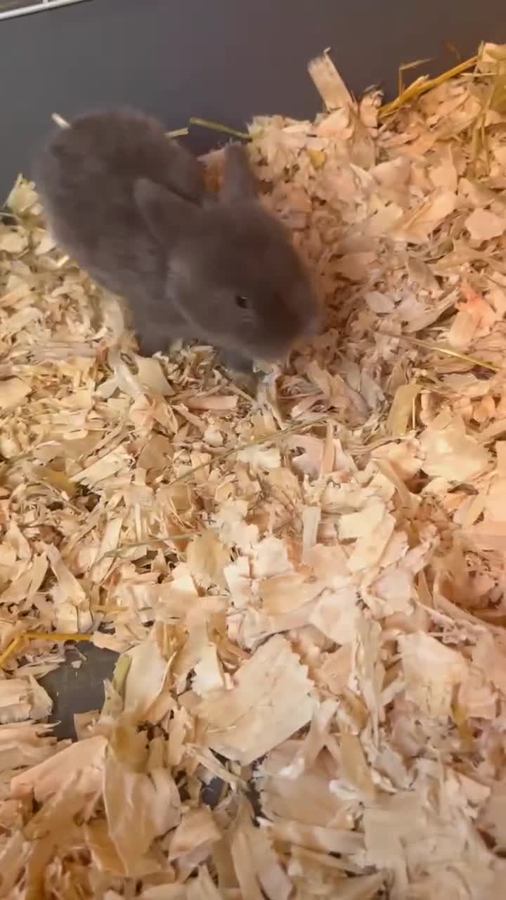 Dwarf Lop rabbits for sale: Mini lop babies - Video 1