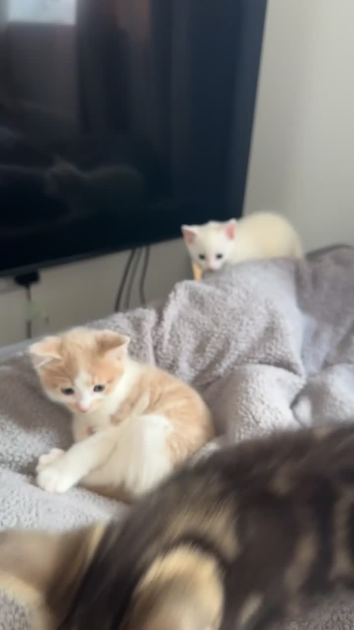 Turkish Angora cats for sale: Full white Female🐱 😍 - Video 3