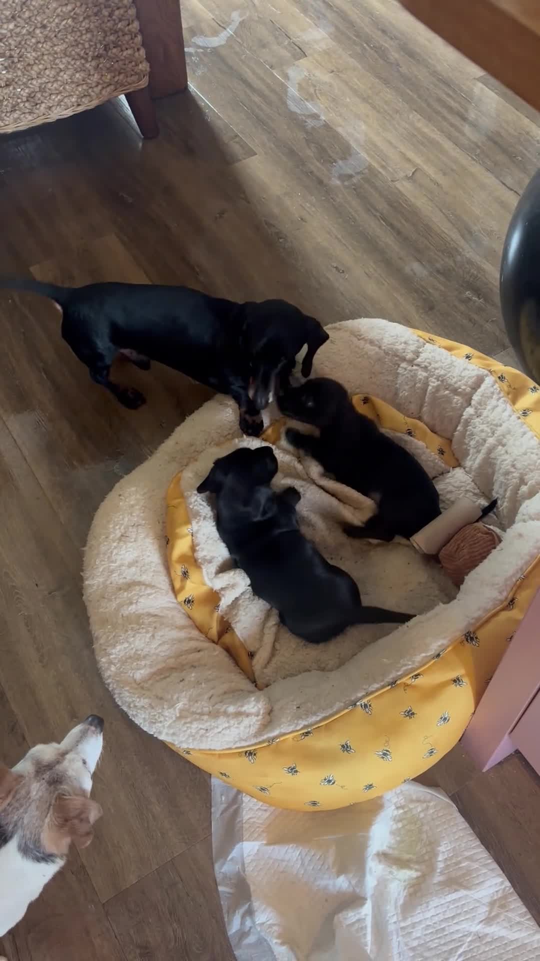 Mixed Breed dogs for sale: Family dockers Suprise litter off 2 babies  - Video 1