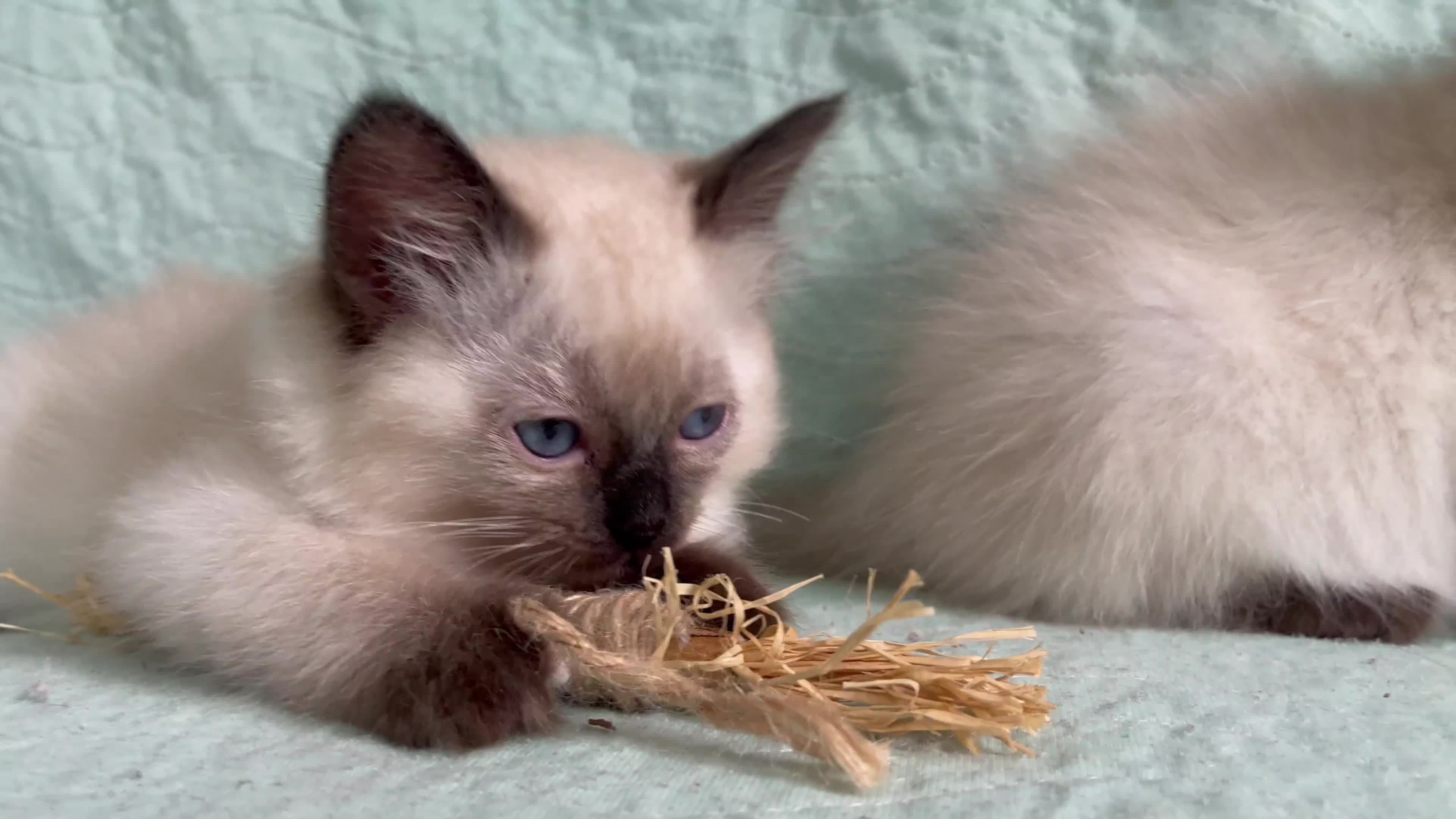 Ragdoll cats for sale: Exquisite 6th Gen*  PUREBREED Ragdoll Kittens - Video 1