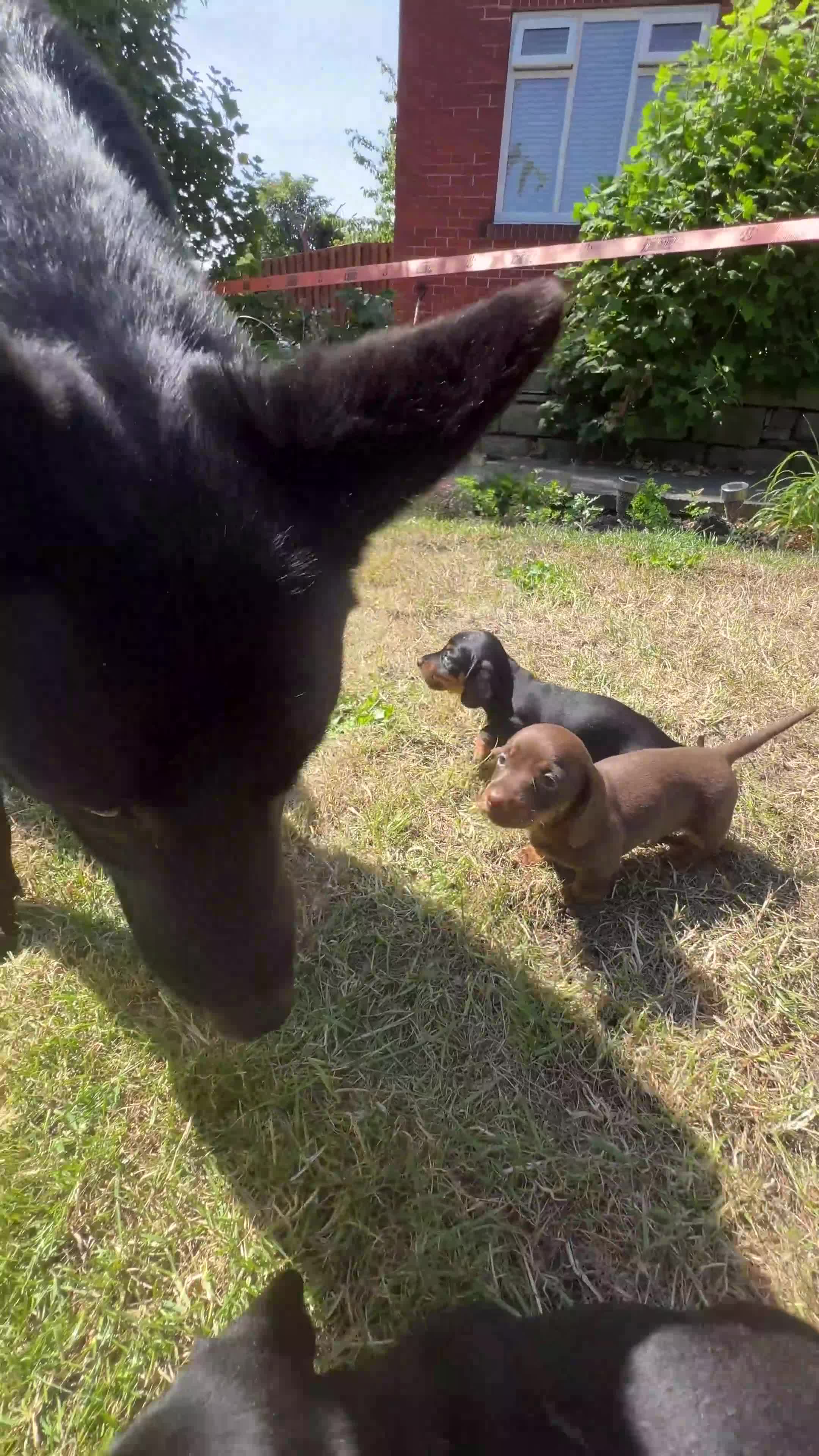 Miniature Dachshund dogs for sale: Miniature dachshund 3 boys 1 girl  - Video 2