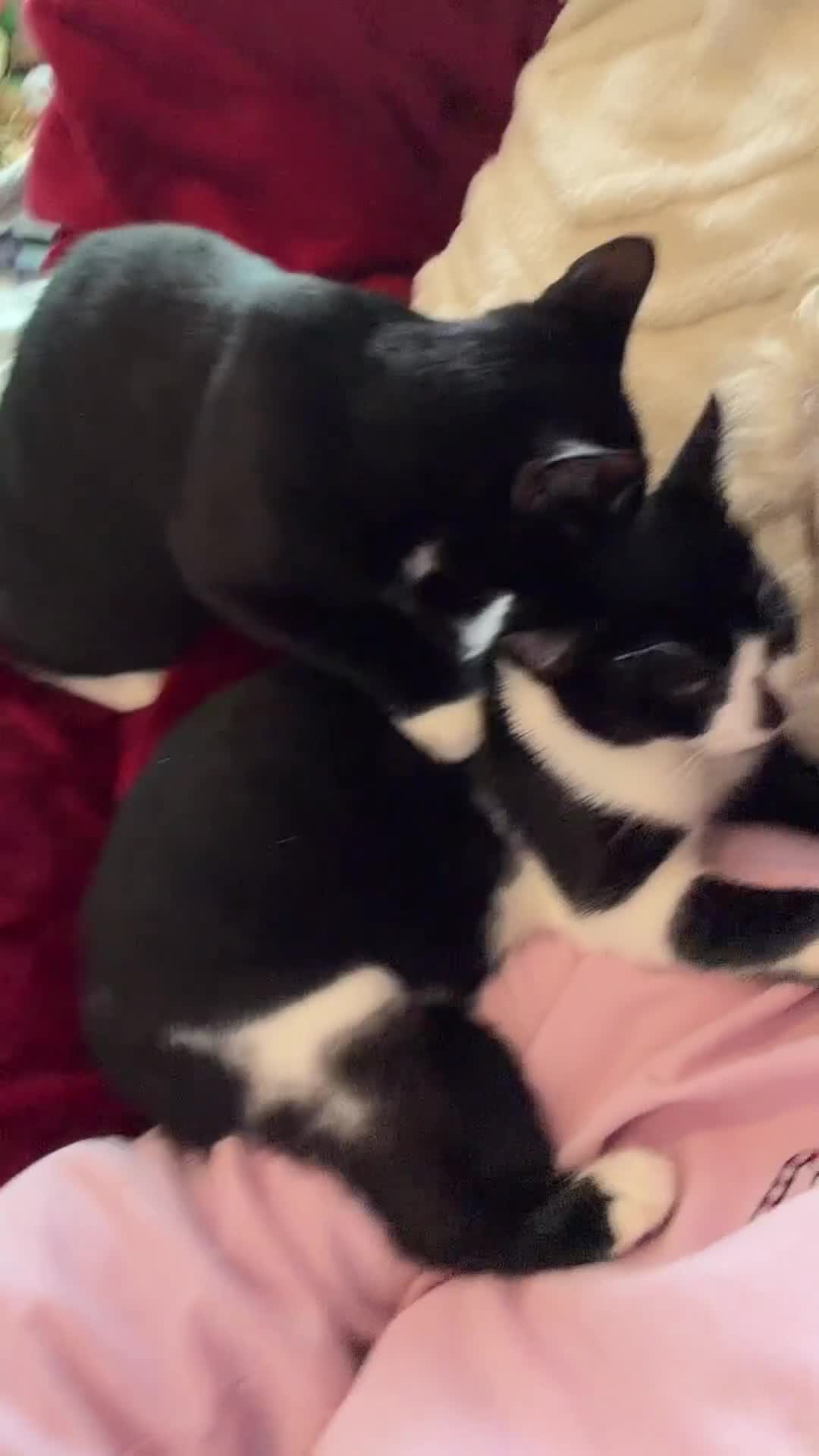 Bombay cats for sale: 2 tuxedo gorgeous brothers! ♥️ - Video 5