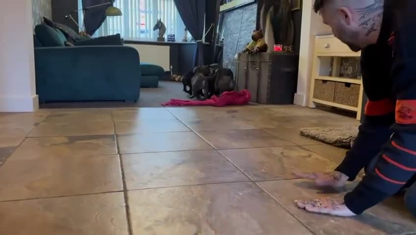 Cane Corso dogs for sale: EXCEPTIONAL PEDIGREE CANE CORSO PUPPIES - Video 1