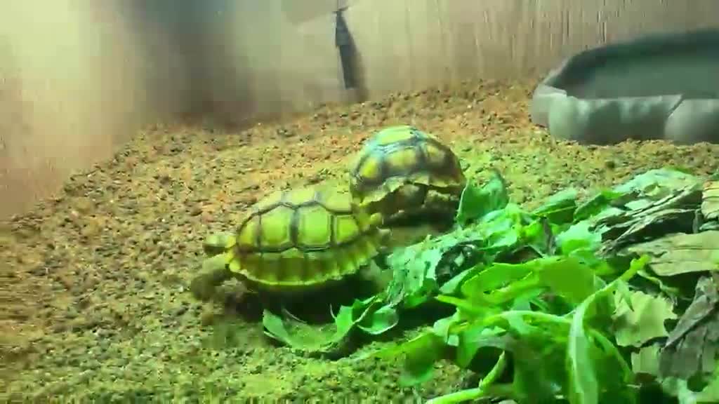 Tortoise reptiles for sale: Sulcata Tortoise  - Video 1