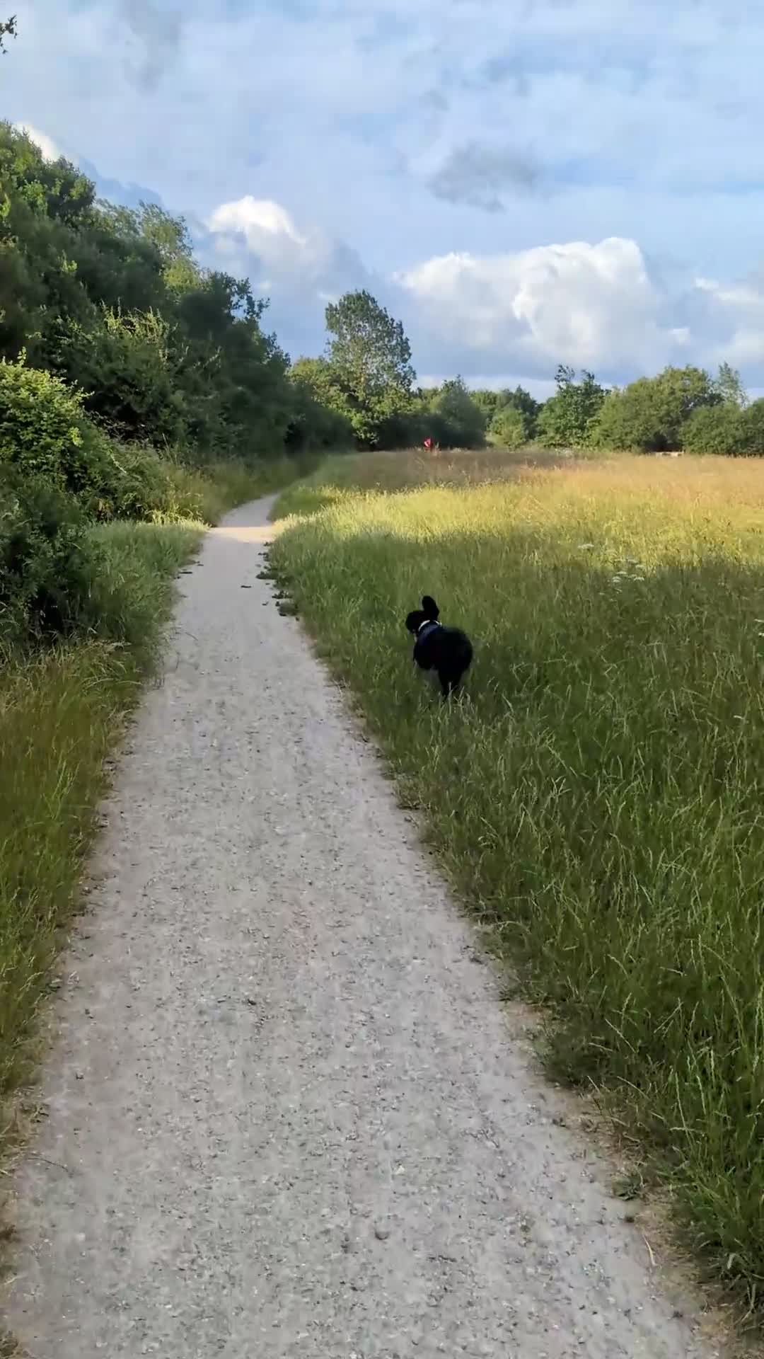 Springador dogs for sale: 3 year old female Springador  - Video 1