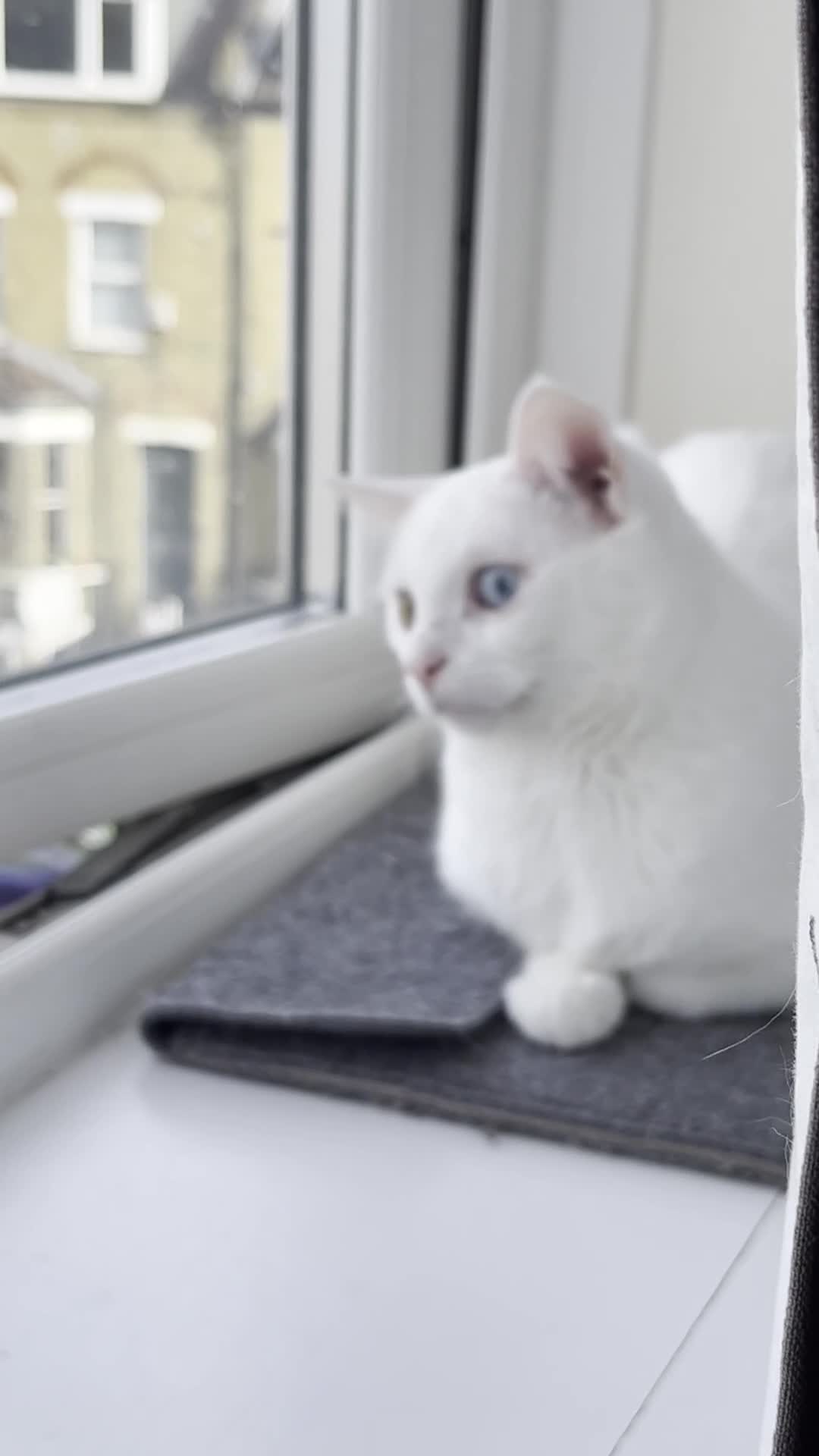 Russian Blue cats for sale: Sweet Russian White Cat Looking for a Loving Home - Video 1