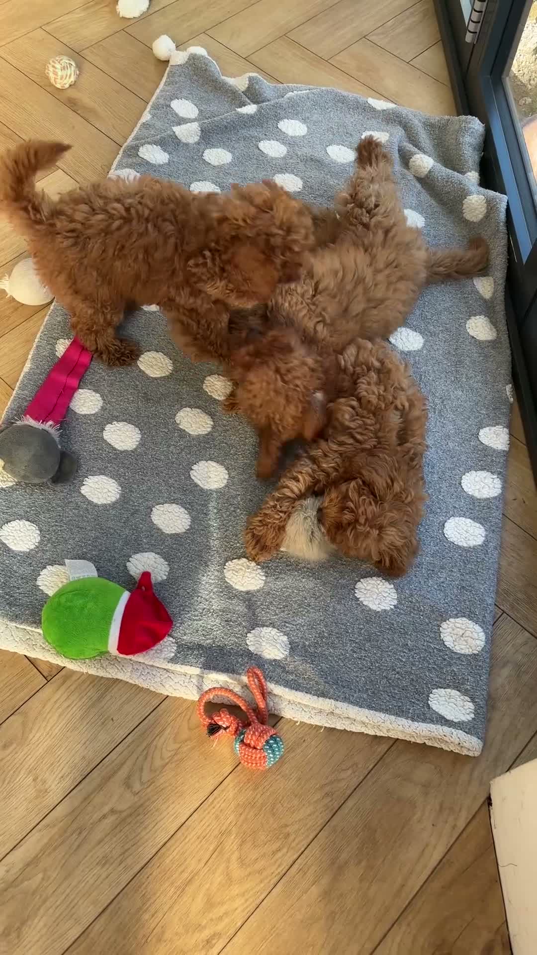Cavapoo dogs for sale: Family Raised Cavapoo Puppies ready to Reserve!  - Video 1