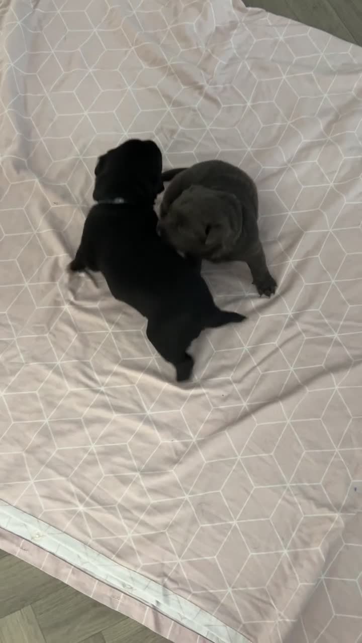 Mixed Breed dogs for sale: Labrotties - Video 1