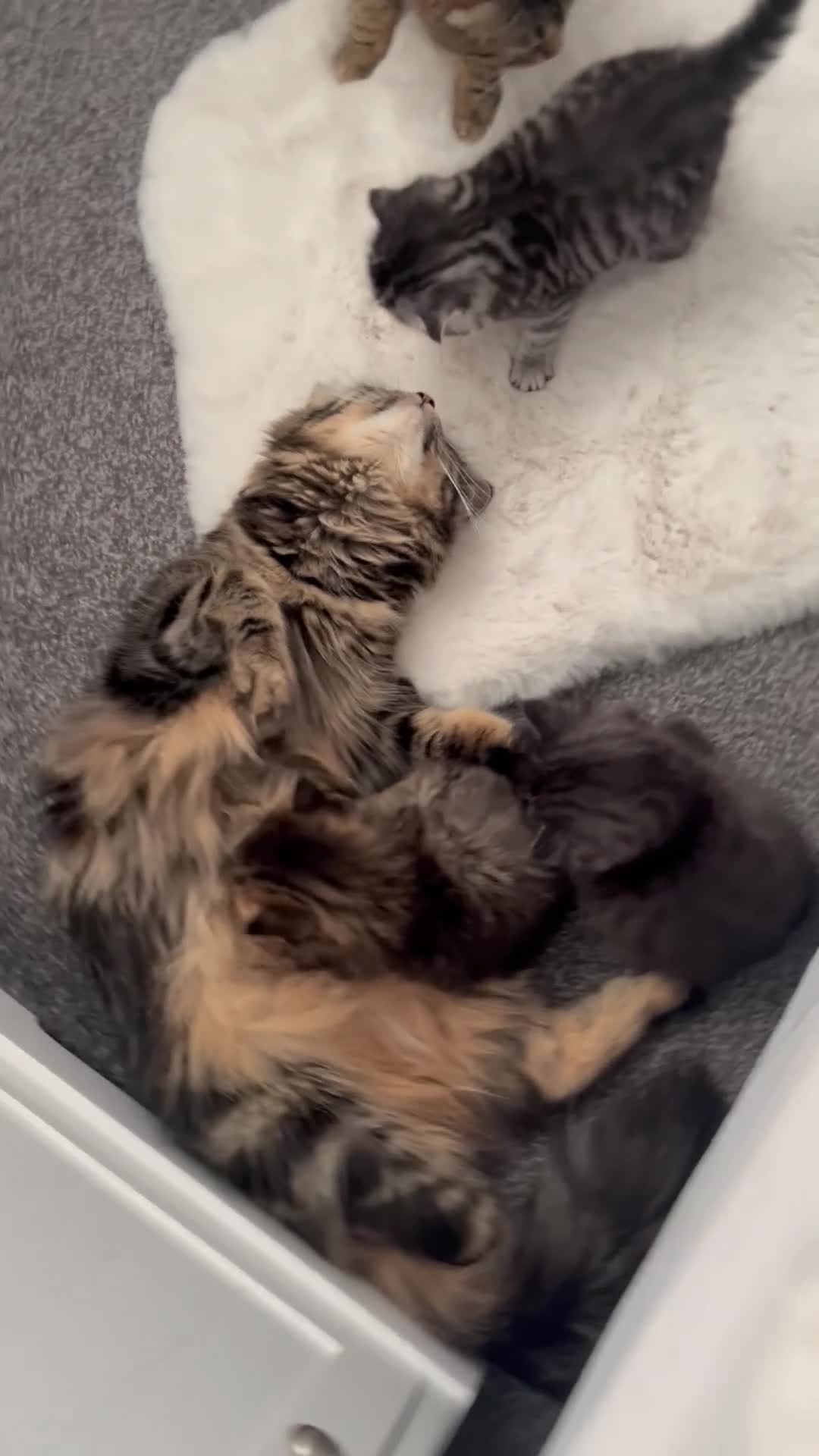 British Shorthair cats for sale: 3 beautiful kittens for sale Bsh/norwegian   - Video 1