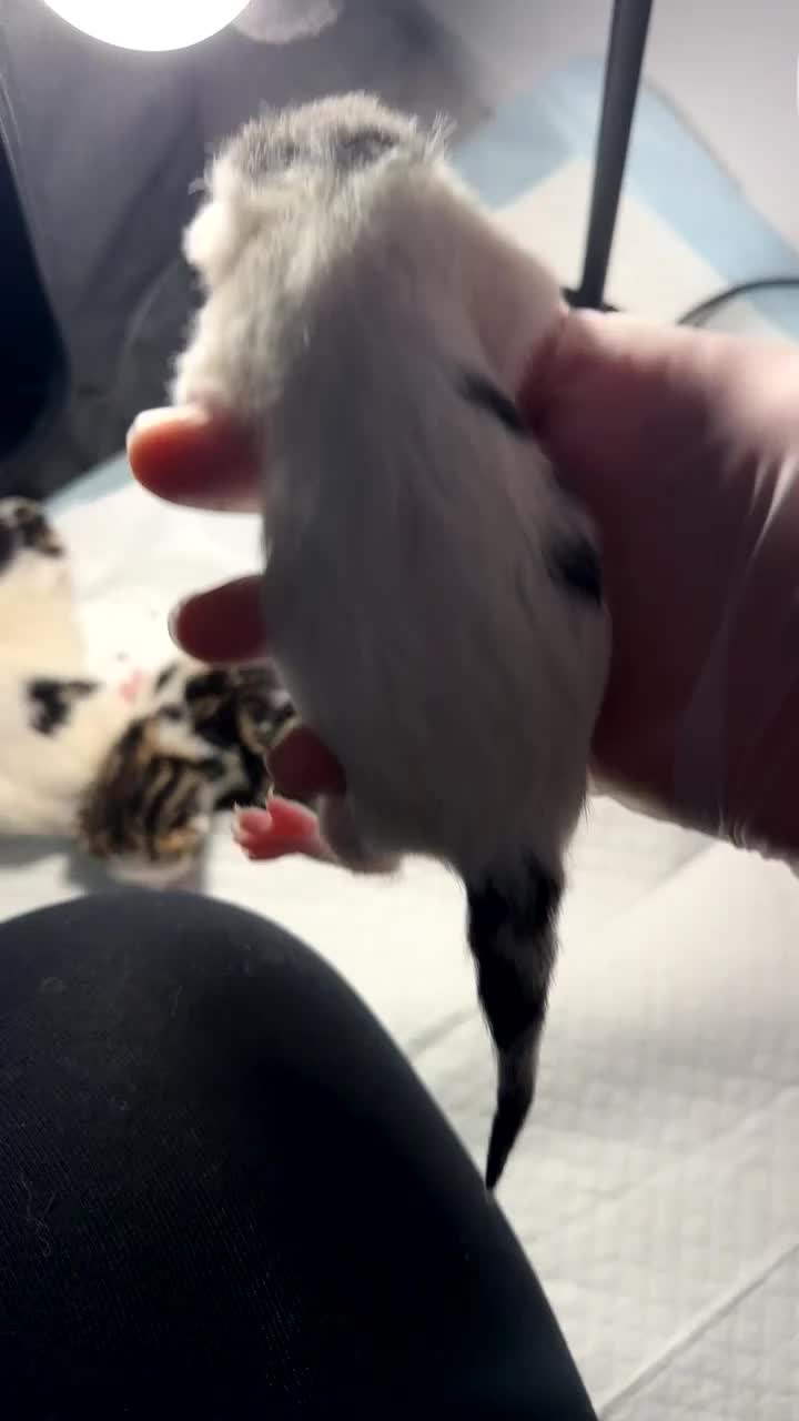 Bengal cats for sale: Bengal x ragdoll kittens  in Highbridge - Video 3