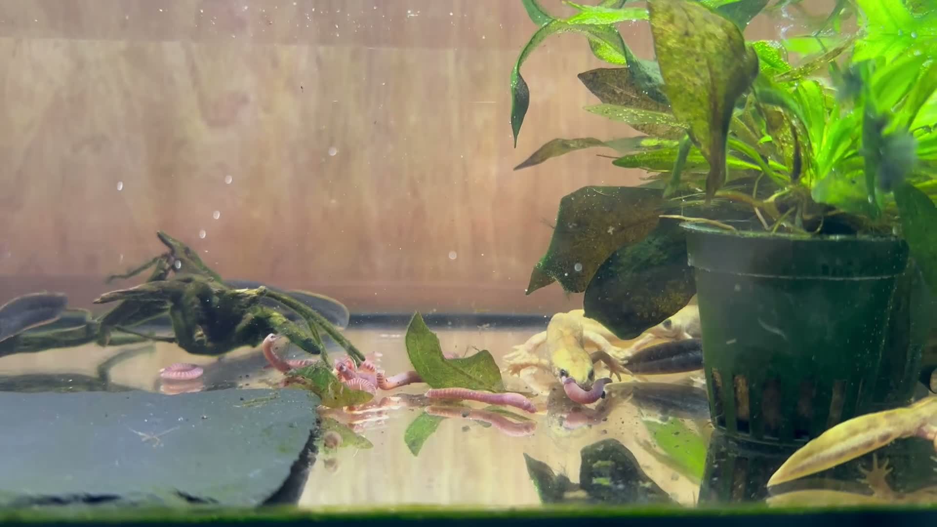 Newt reptiles for sale: Italian Crested Newts  - Video 4