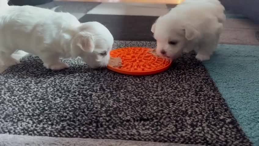 Maltese dogs for sale: Beautiful Boy Korean Maltese Puppy  in Tonbridge - Video 2
