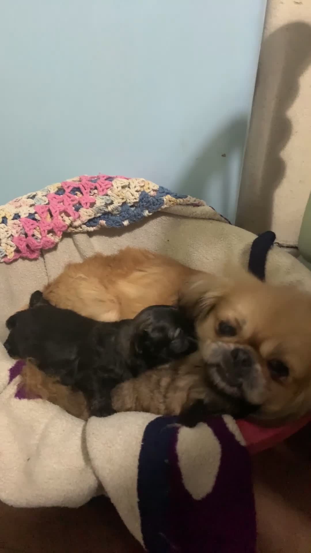 Mixed Breed dogs for sale: F1 Peekapoo puppies (Pekinese x Toy poodle) - Video 1