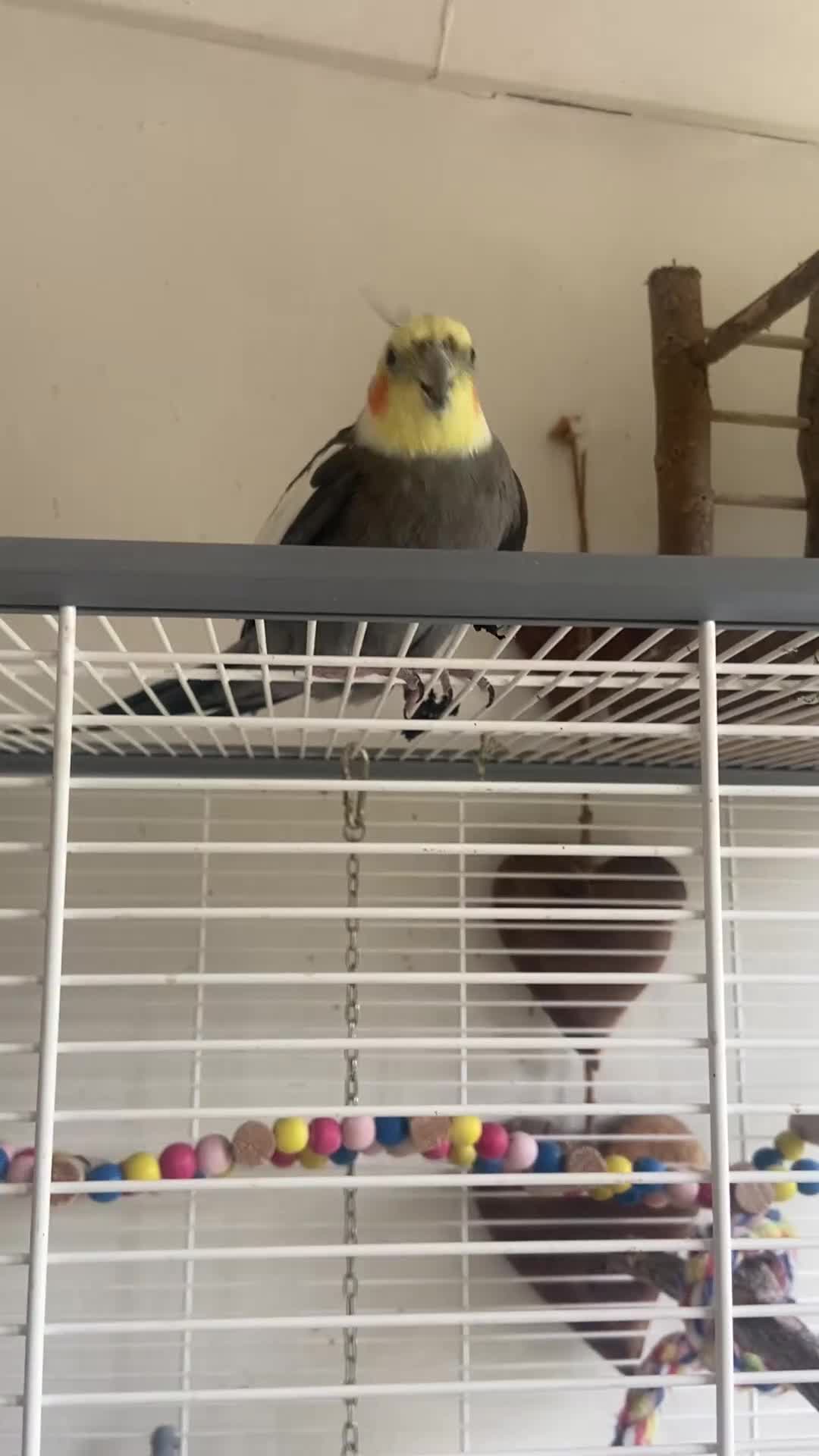 Cockatiels birds for sale: Pair of bonded male cockatiels hand reared tame - Video 4