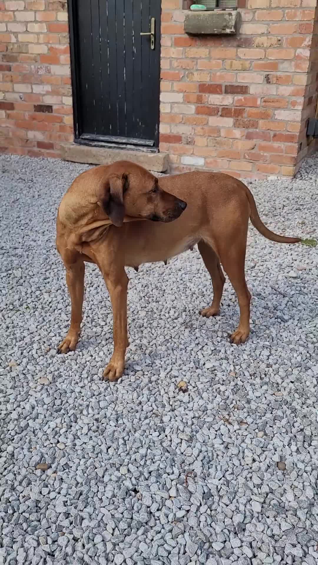 Rhodesian Ridgeback dogs for sale: EXCEPTIONAL OPPORTUNITY TO PURCHASE SHOW QUALITY  - Video 1