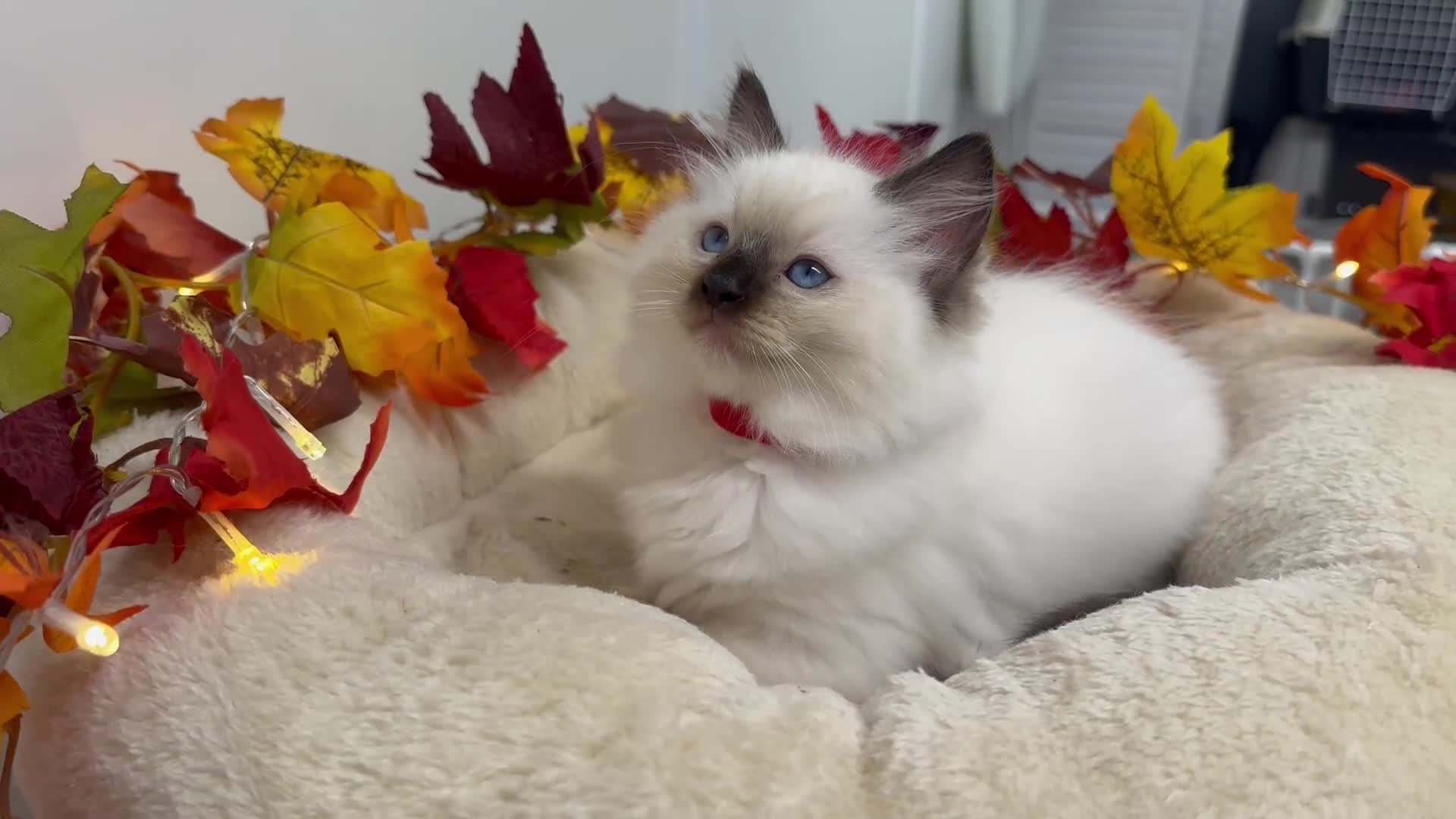 Ragdoll cats for sale: Adorable Ragdoll Kittens - GCCF registered - Video 2