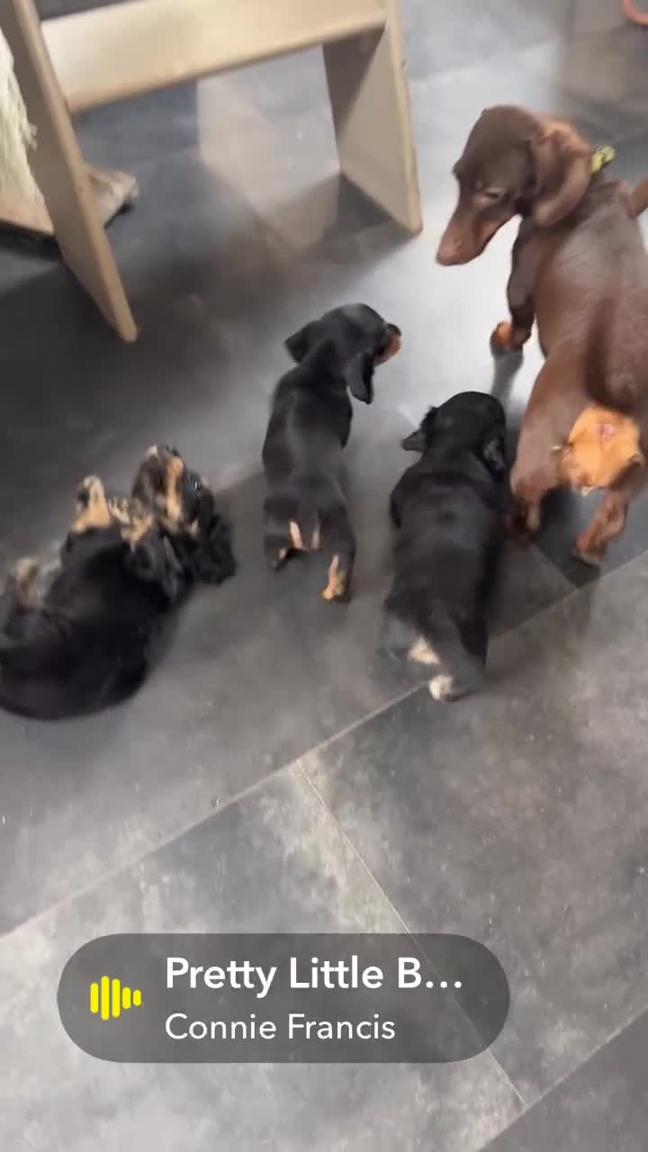 Miniature Dachshund dogs for sale: Sausage Puppies! - Video 5