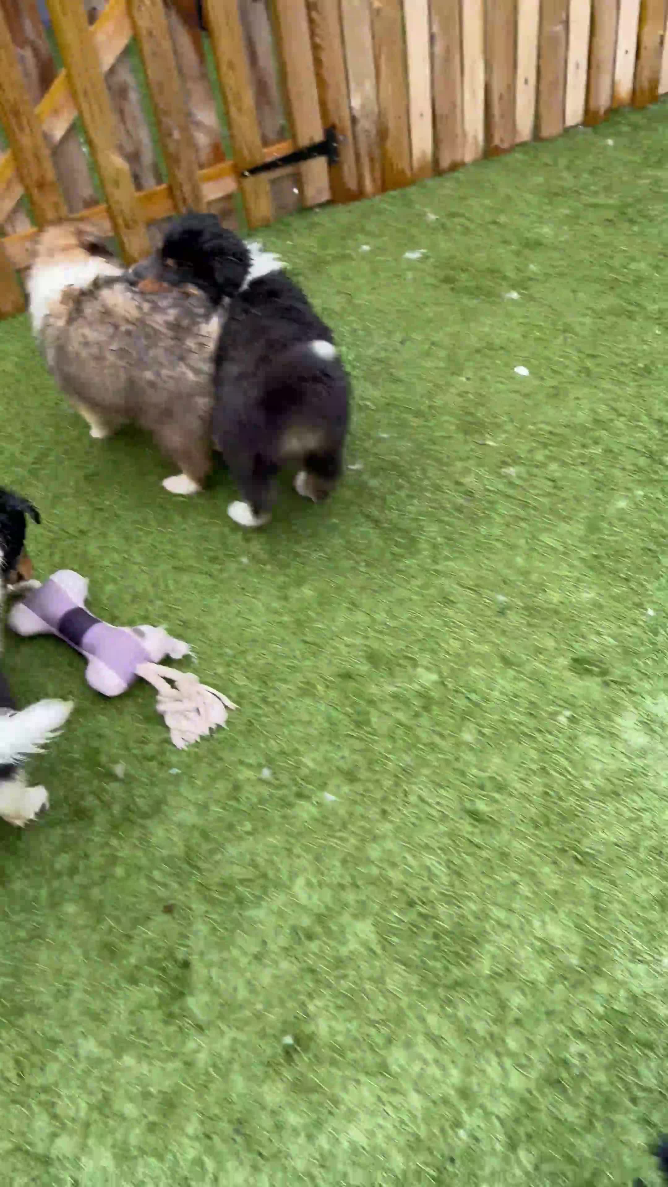 Rough Collie dogs for sale: KC Rough Collies - Video 1