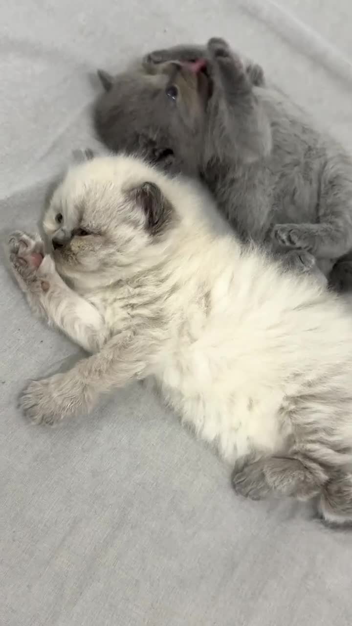 British Longhair cats for sale: Bluepoint British longhair grey British shorthair  - Video 1