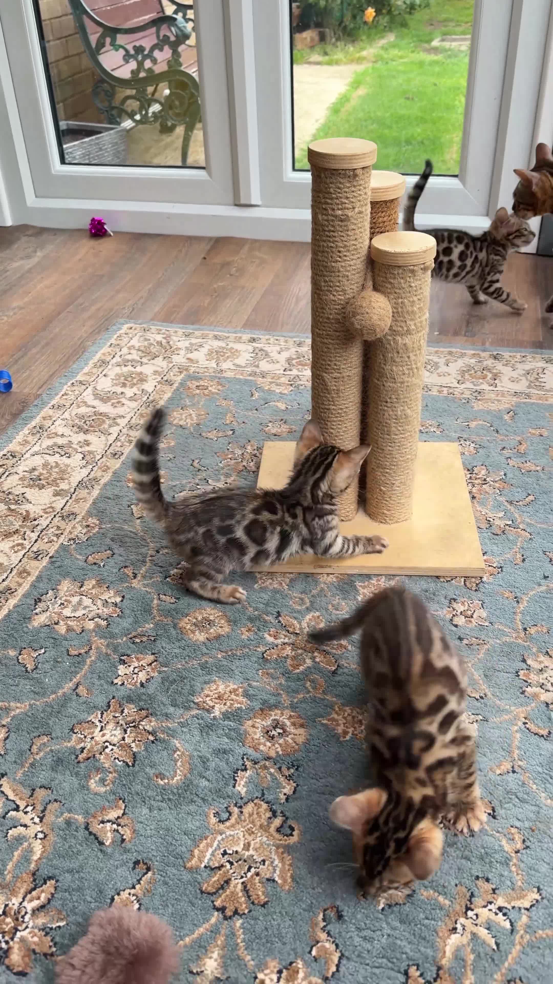 Bengal cats for sale: 🐾 Show quality GCCF Bengal Kittens for Sale 🐾 - Video 2