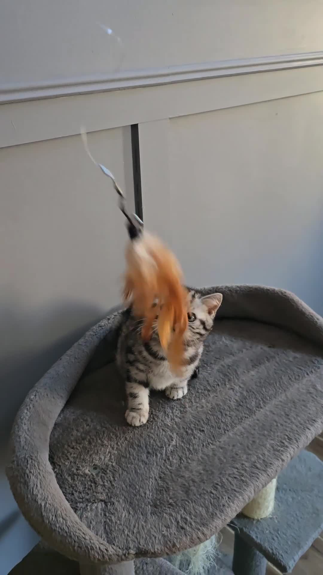 British Shorthair cats for sale: Beautiful bsh silver tabby kitten - Video 2