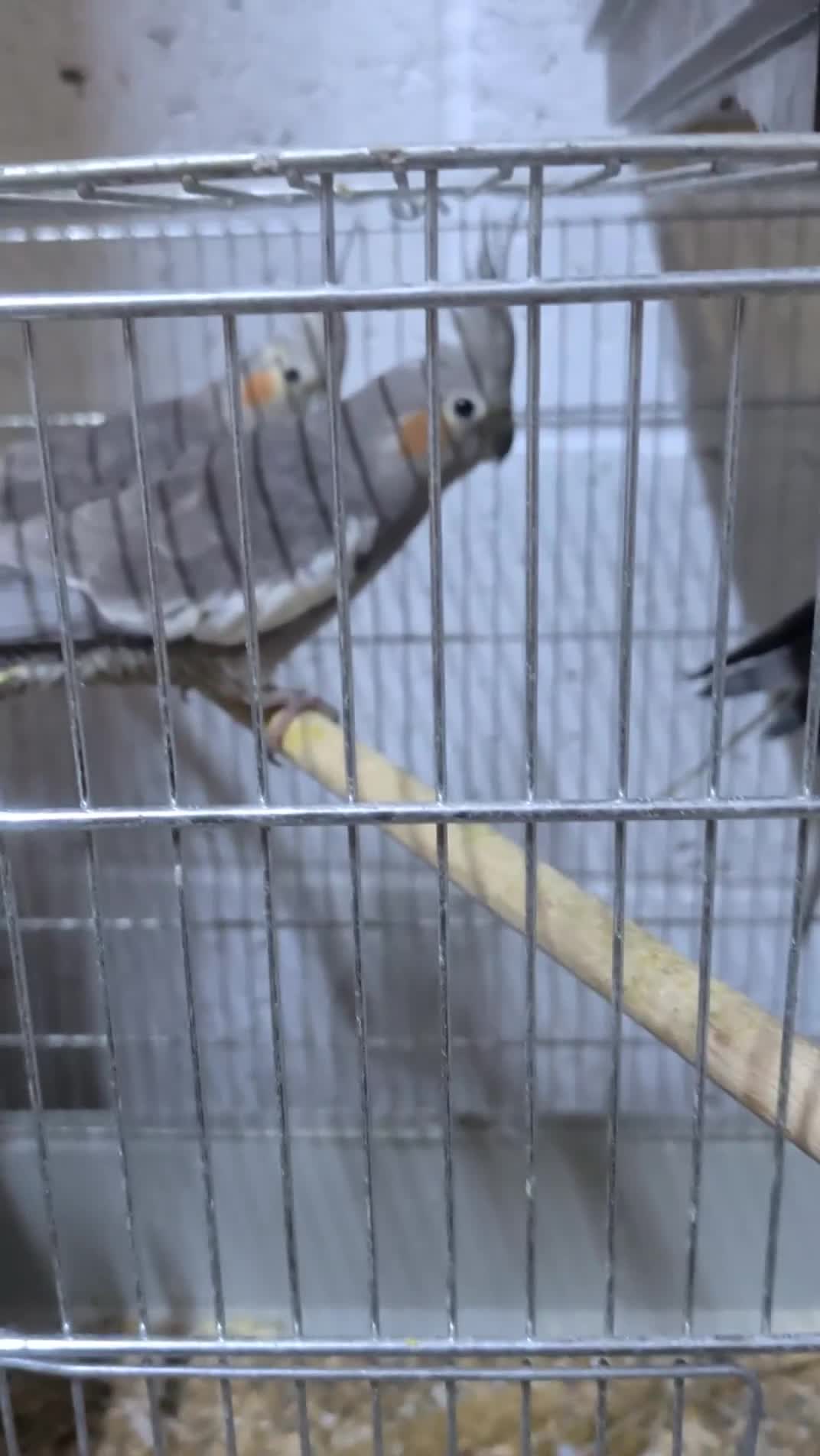 Cockatiels birds for sale: Cockatiels 🕊️ | Wee and Adults Available  in Ruislip - Video 1