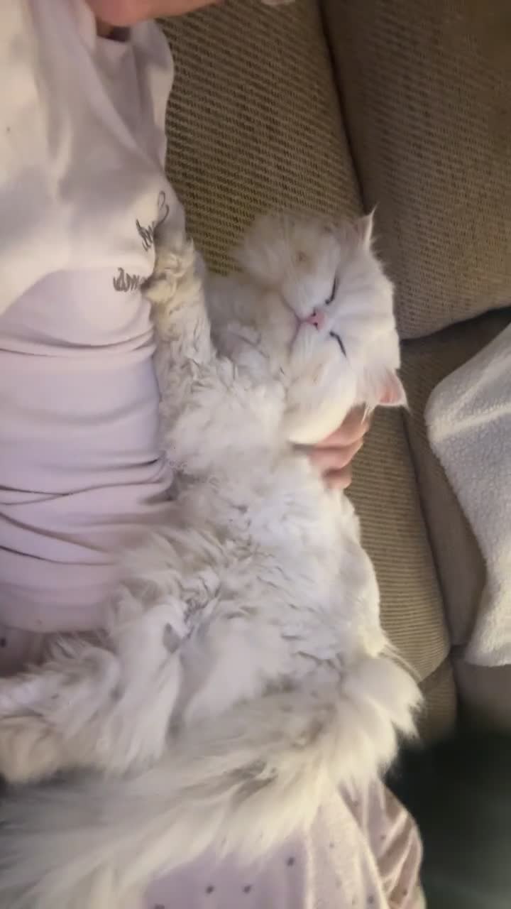 Persian cats for sale: Dollface Persian  - Video 2