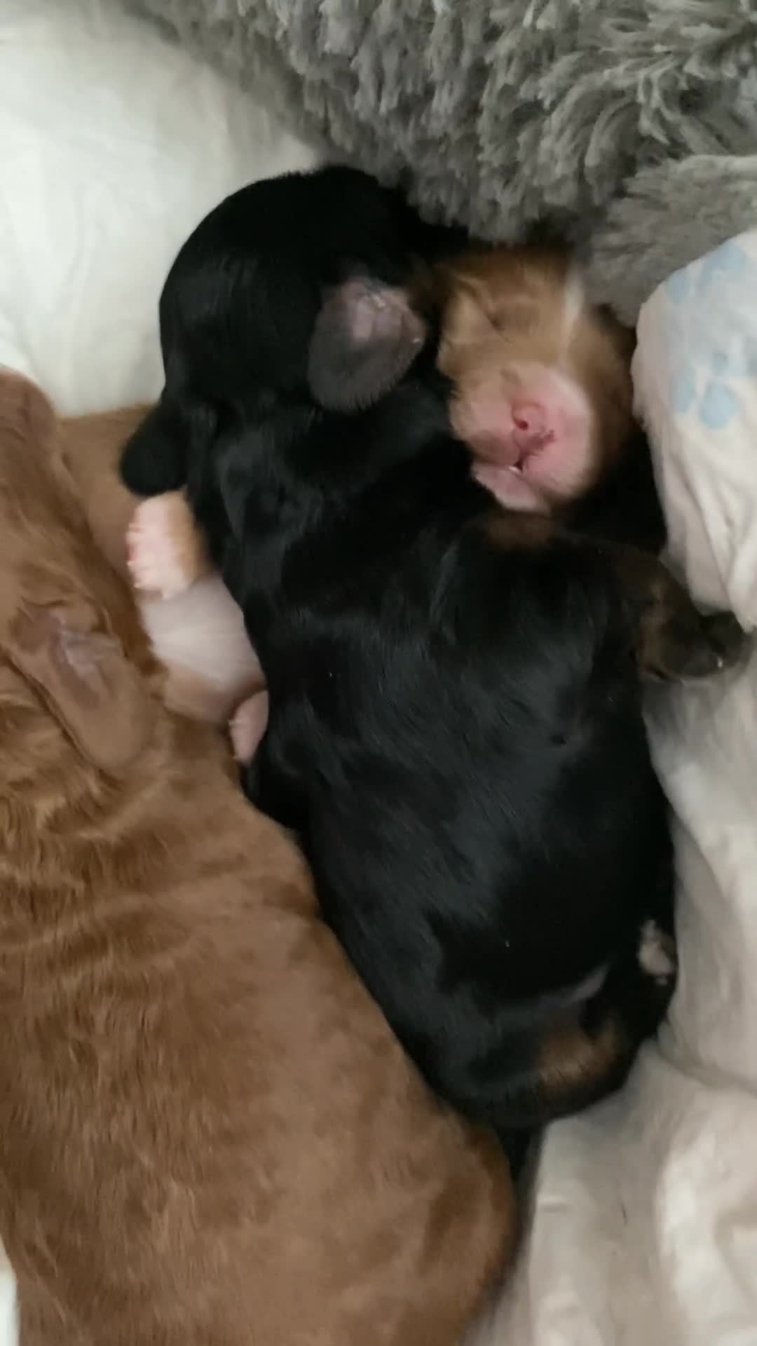 Cockapoo dogs for sale: F1b cockapoo video call viewings available  - Video 3