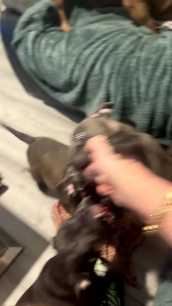 Mixed Breed dogs for sale: Frenchi x Pocket bully  - Video 1